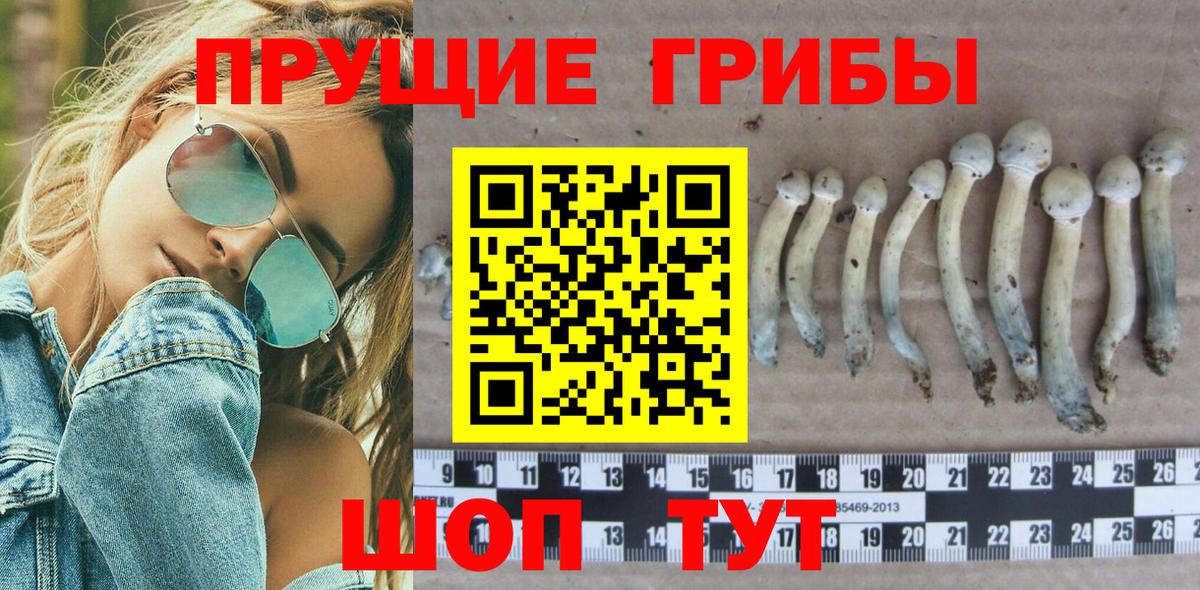Галлюциногенные грибы Cubensis Грозный